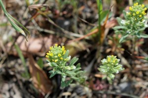 alyssum alyssoides (1200 x 799)